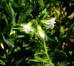 Lentil flowers